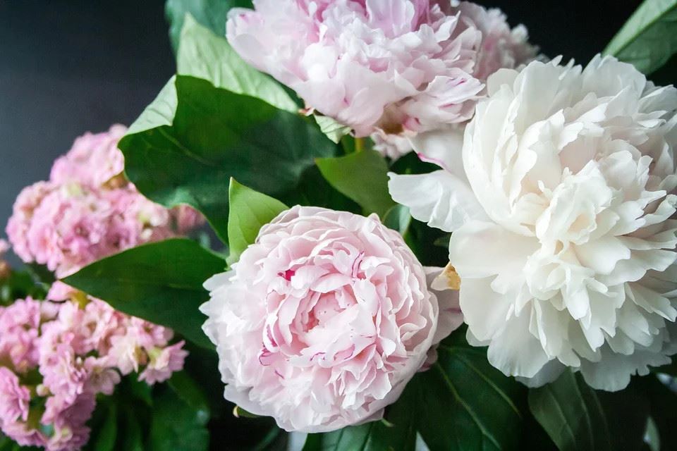 Nahaufnahme von üppigen, mehrfarbigen Pfingstblüten in Rosa- und Weißtönen mit tiefgrünem Laub.